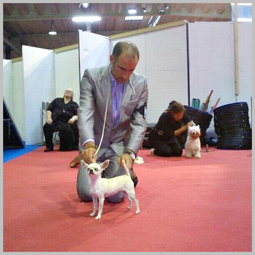 International Dog Show Luxemburgo 2012