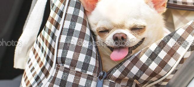 La distancia del criador de chihuahuas. Criadores de chihuahuas en España. Desde Barcelona.