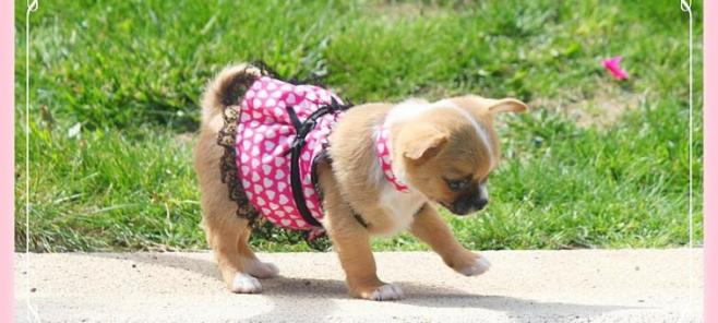 La educación del cachorro chihuahua.