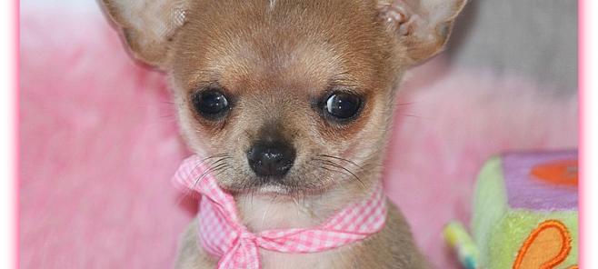 Las orejas del perro chihuahua.