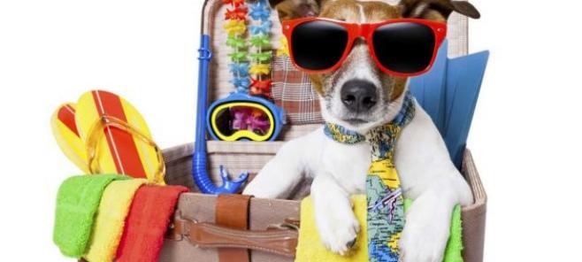 Las vacaciones de verano y tu perro chihuahua, siempre contigo?