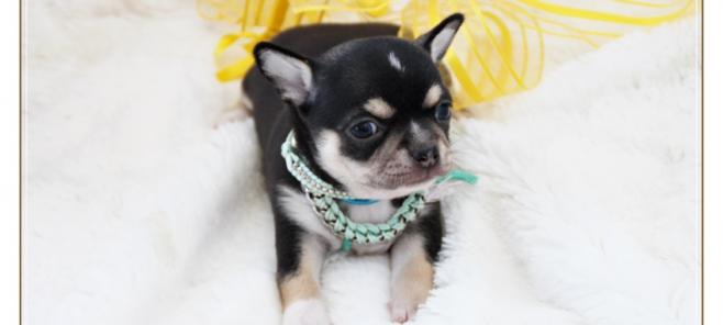 Leo de Petit Melic cachorro chihuahua (No disponible).