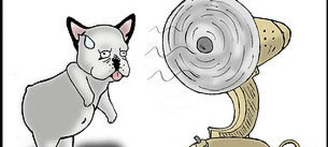 Los chihuahuas y los golpes de calor.