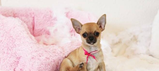 Los precios de los chihuahuas. Criadores de chihuahuas en Barcelona.