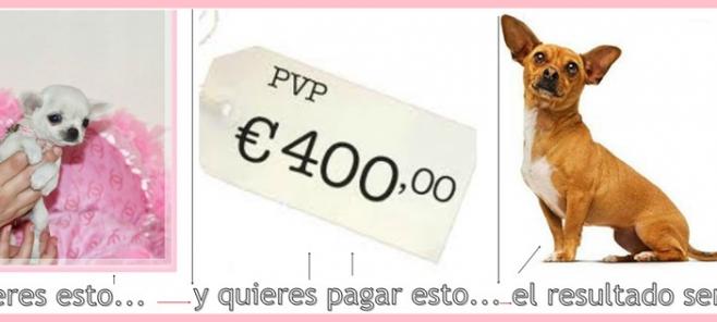 Los precios de nuestros chihuahuas. Venta de chihuahuas en Barcelona.