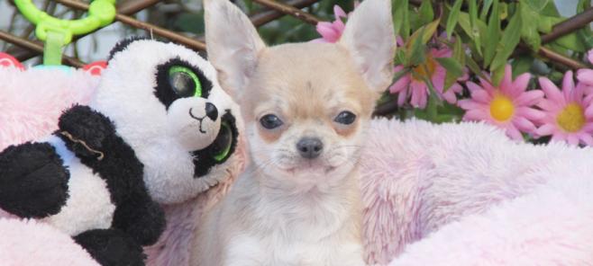 Mi chihuahua duerme mucho, es normal?