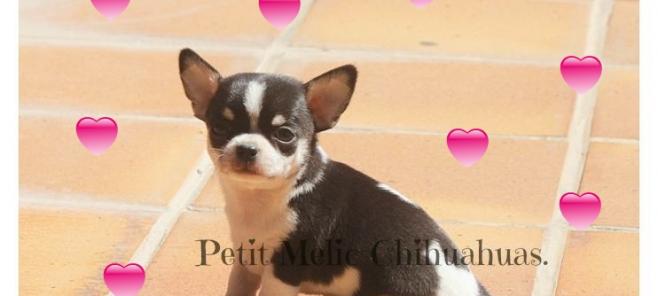 Mitos: El carácter de la raza chihuahua.