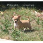 Naravi de Petit Melic.