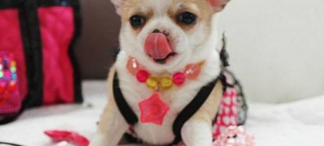 Nuc de Petit Melic-Criadores de chihuahuas en Bilbao.