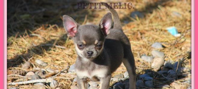 Nuestros cachorros chihuahuas tambien viven en Francia. Desde el criadero de chihuahuas en Barcelona.