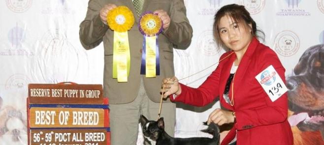 PDCT ALL BREED CHAMPIONSHIP DOG SHOW