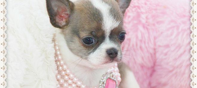 Petit Melic MIMI. Orgullosos de nuestros chihuahuas en Madrid.