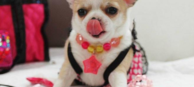 Porque NO comprar cachorros en tiendas. Venta de chihuahuas en Barcelona.