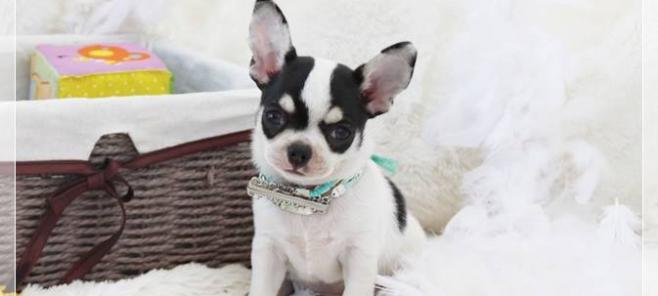 Porque adquirir un cachorro chihuahua? Razones aqui. Venta de chihuahuas en Barcelona.
