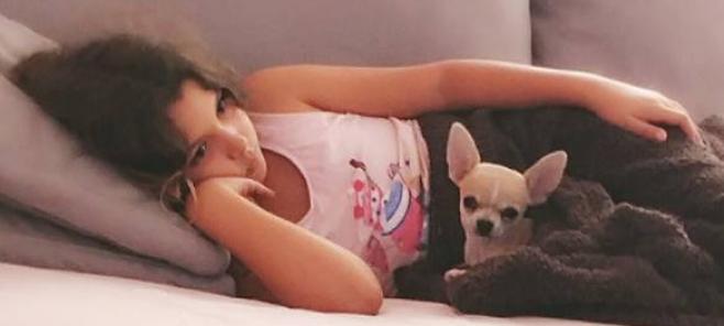 Puedo subir a mi Chihuahua al Sofa