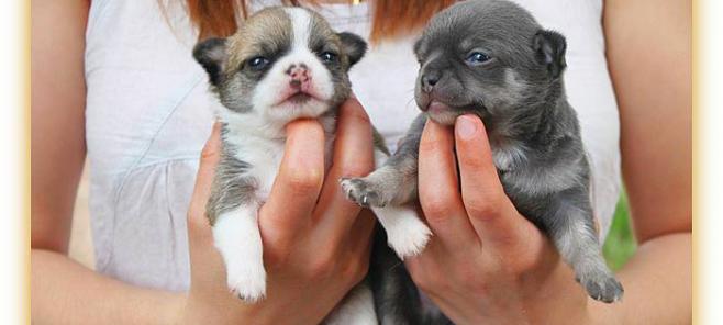 Que peso alcanzará mi cachorro chihuahua