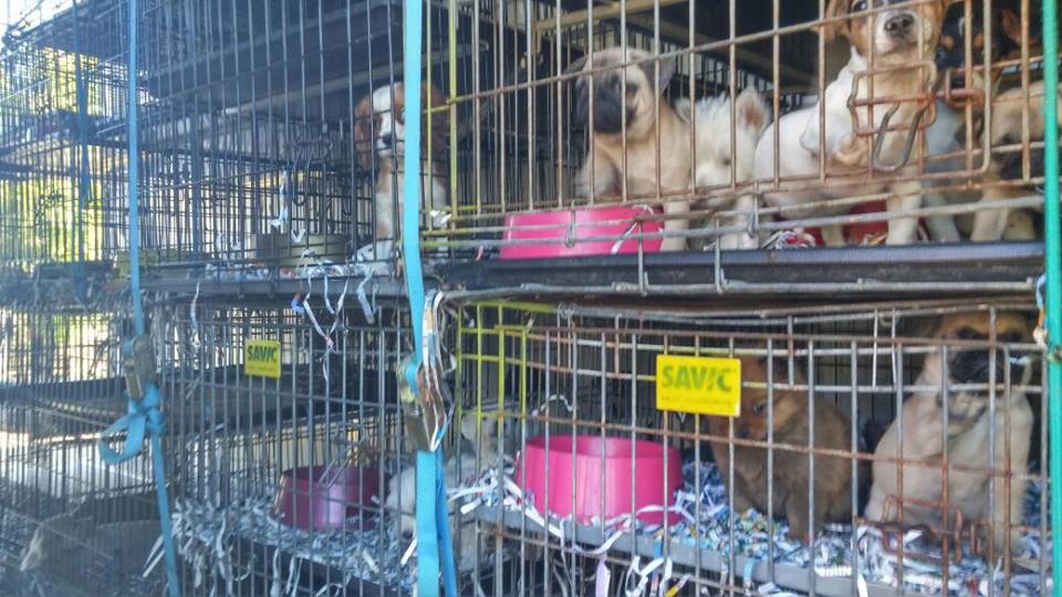VENTA DE CHUHUAHUAS