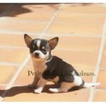 Valentino de Petit Melic.