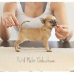 Yumi de Petit Melic.