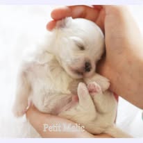 cachorro petit melic chihuahua