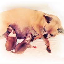 hembra y cachorros lactando chichuahua en petit melic