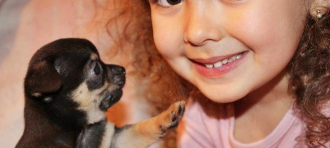 Pon un chihuahua en tu vida. Venta de chihuahuas.