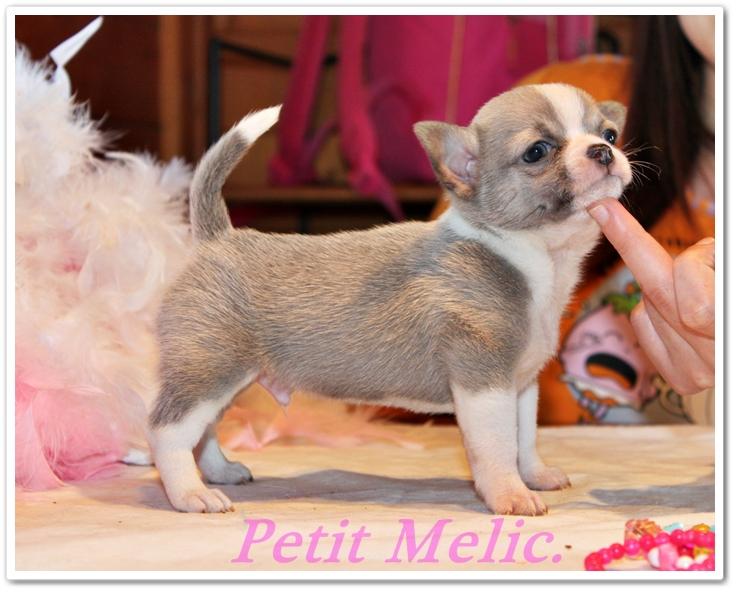 will smith cachorro chihuahua petit melic