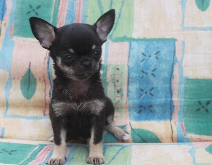 Cachorro chihuahua Bloom de Petit Melic en Bélgica