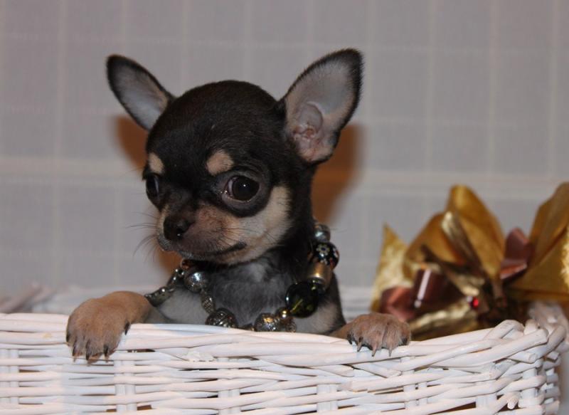 Cachorro chihuahua Bloom de Petit Melic