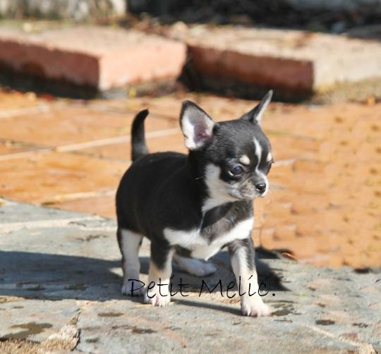 Mery Rose Cachorro Chihuahua Barcelona