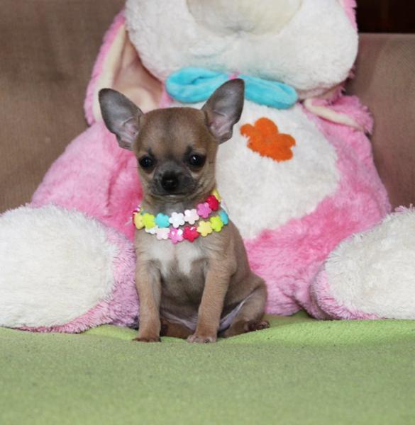 adayr cachorro chihuahua petit melic