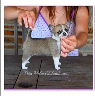 anais cachorro chihuahua petit melic