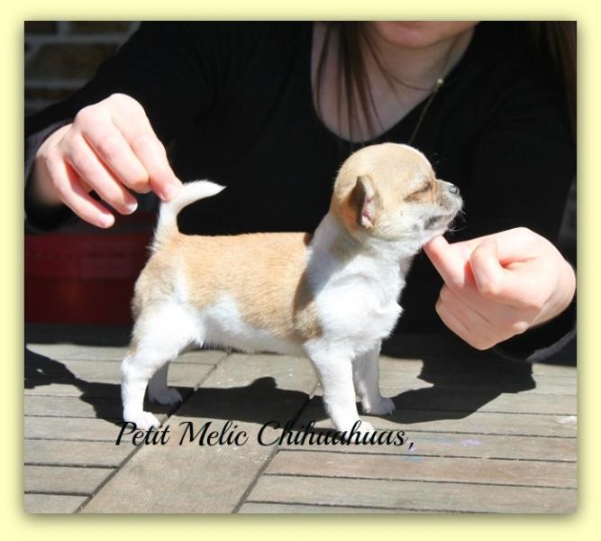 arctic cachorro chihuahua petit melic
