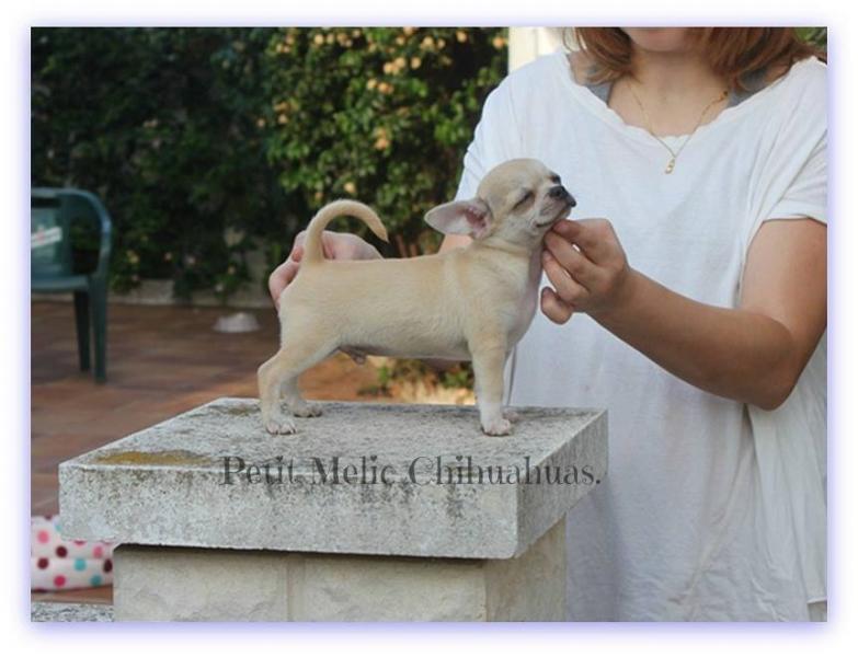 boss cachoro chihuahua petit melic