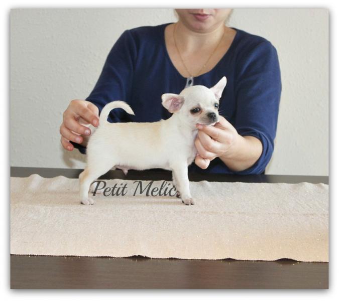 cachorro chihuahua blanco petit melic