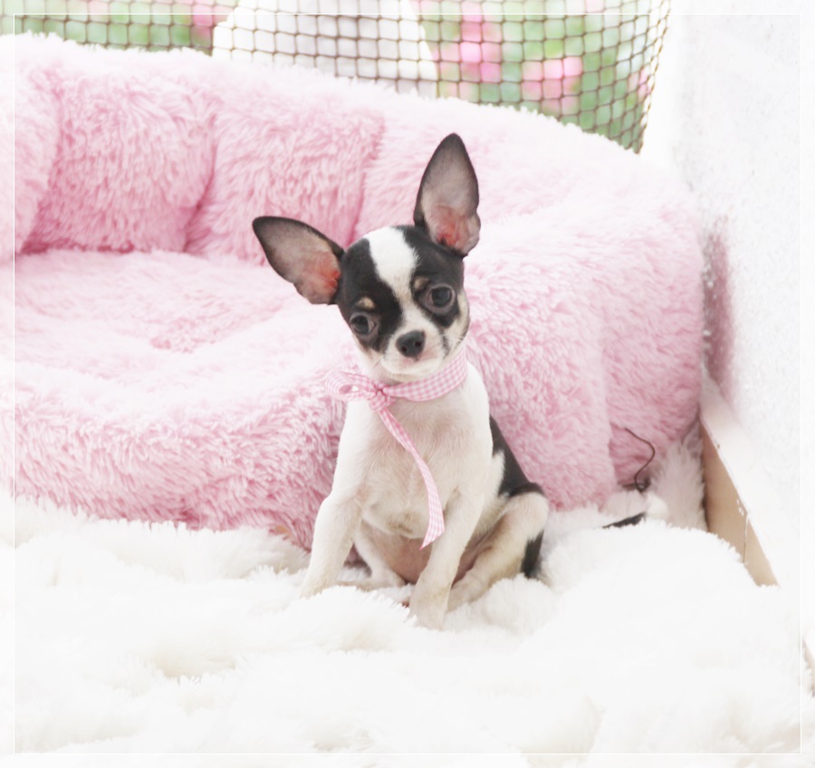 cachorro chihuahua hembra