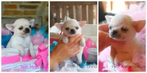 cachorro chihuahua milan