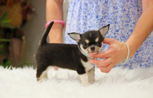 cachorro disponible chihuahua