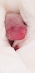 cachorro recien nacido chihuahua