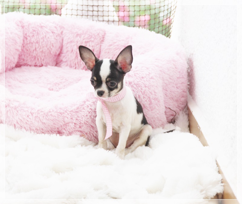 cachorros chihuahua hembra