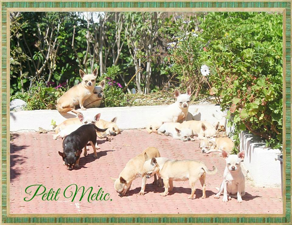 casa chihuahuas en barcelona