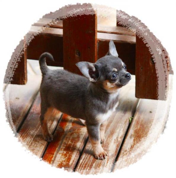 cher cachorro chihuahua petit melic