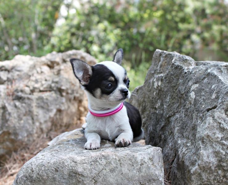 comprar cachorro chihuahua