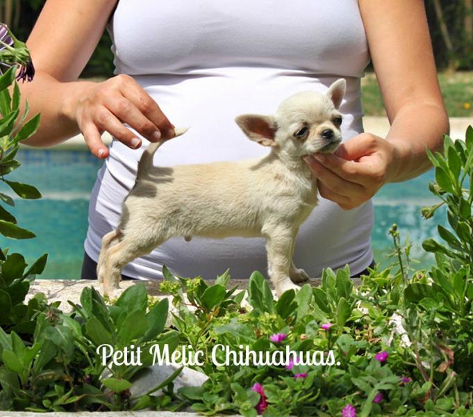 cooto cachoros chihuahu petit melic
