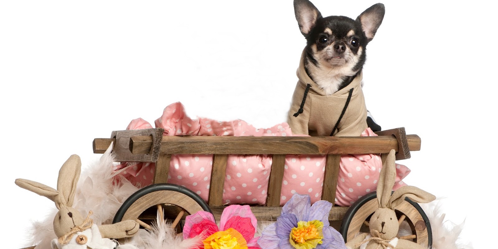 criadero de chihuahuas en malaga