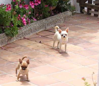 criadero de chihuahuas en mallorca