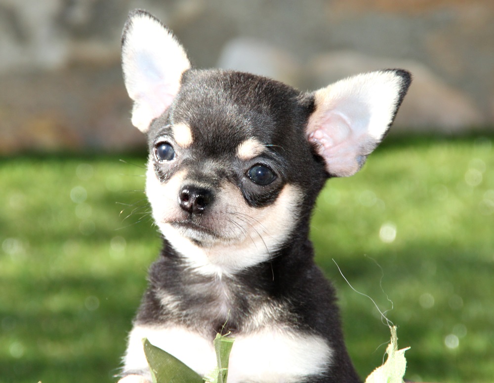 criadores de chihuahuas