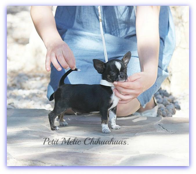 diesel cachoro chihuahu petit melic