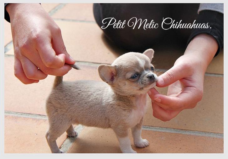 ellet cachorro chihuahua petit melic
