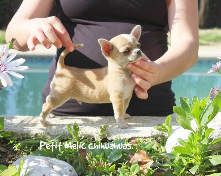 erline cachorro chihuahu petit melic